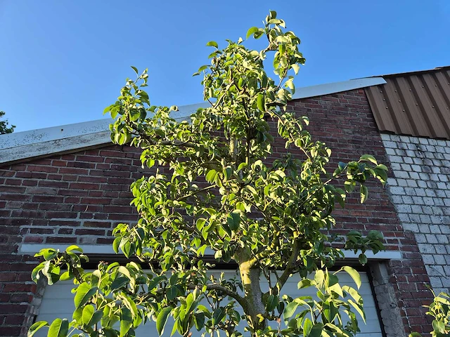 Perenboom doyenne du comice - fruit tree - pyrus communis - hoogte ca. 280cm - afbeelding 3 van  5