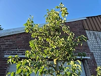 Perenboom doyenne du comice - fruit tree - pyrus communis - hoogte ca. 280cm - afbeelding 3 van  5
