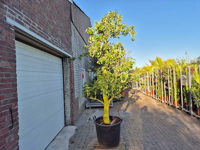 Perenboom doyenne du comice - fruit tree - pyrus communis - hoogte ca. 280cm - afbeelding 4 van  5