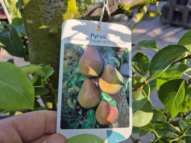 Perenboom doyenne du comice - fruit tree - pyrus communis - hoogte ca. 280cm - afbeelding 5 van  5
