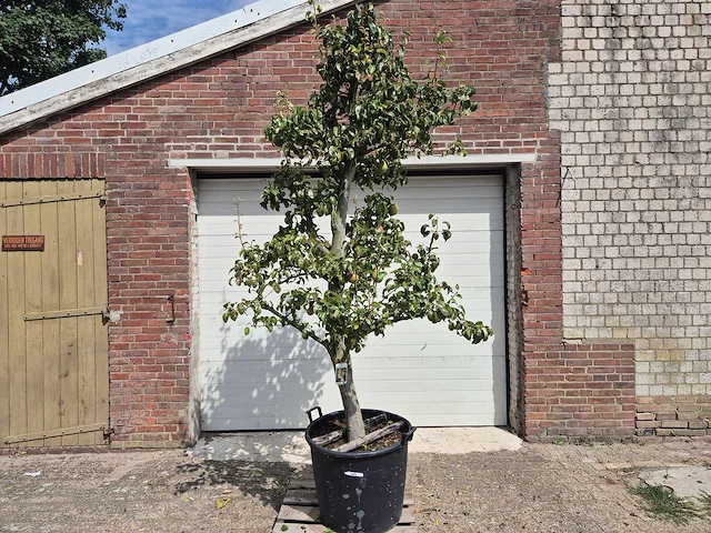 Perenboom doyenne du comice - fruit tree - pyrus communis - hoogte ca. 280cm - afbeelding 1 van  7