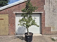 Perenboom doyenne du comice - fruit tree - pyrus communis - hoogte ca. 280cm - afbeelding 1 van  7
