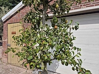 Perenboom doyenne du comice - fruit tree - pyrus communis - hoogte ca. 280cm - afbeelding 2 van  7