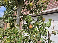 Perenboom doyenne du comice - fruit tree - pyrus communis - hoogte ca. 280cm - afbeelding 3 van  7