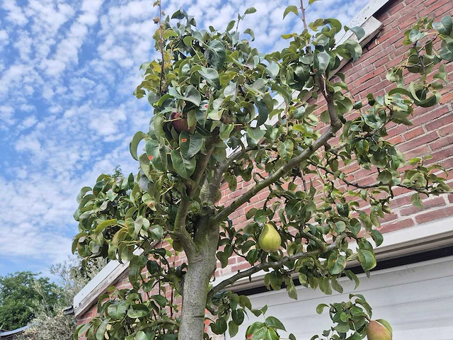 Perenboom doyenne du comice - fruit tree - pyrus communis - hoogte ca. 280cm - afbeelding 4 van  7