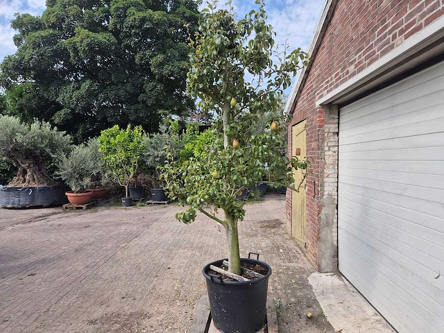 Perenboom doyenne du comice - fruit tree - pyrus communis - hoogte ca. 280cm - afbeelding 5 van  7