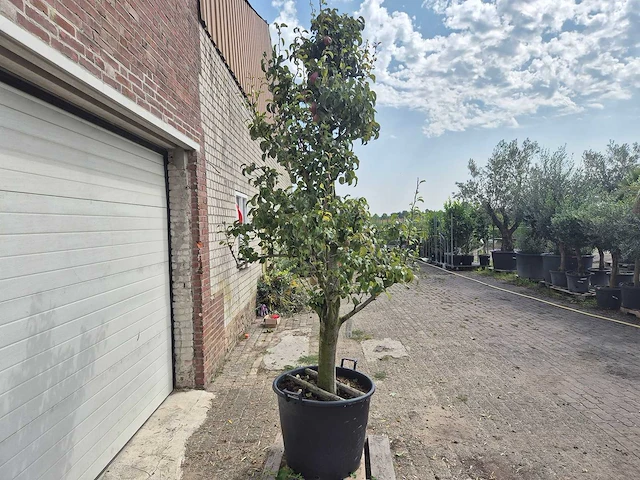 Perenboom doyenne du comice - fruit tree - pyrus communis - hoogte ca. 280cm - afbeelding 6 van  7