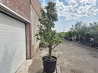 Perenboom doyenne du comice - fruit tree - pyrus communis - hoogte ca. 280cm - afbeelding 6 van  7