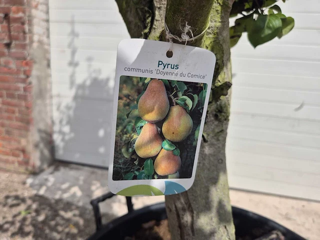 Perenboom doyenne du comice - fruit tree - pyrus communis - hoogte ca. 280cm - afbeelding 7 van  7