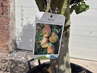 Perenboom doyenne du comice - fruit tree - pyrus communis - hoogte ca. 280cm - afbeelding 7 van  7