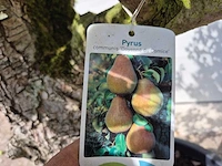 Perenboom doyenne du comice - fruit tree - pyrus communis - hoogte ca. 280cm - afbeelding 2 van  10