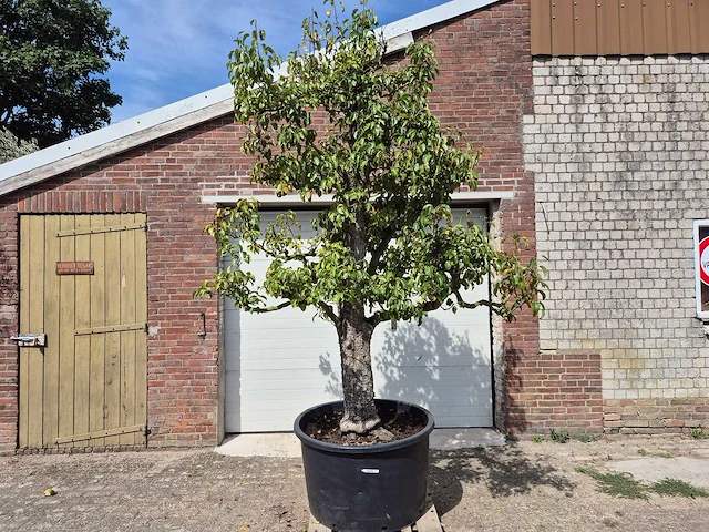 Perenboom doyenne du comice - fruit tree - pyrus communis - hoogte ca. 280cm - afbeelding 1 van  10