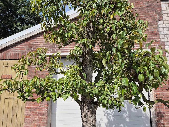Perenboom doyenne du comice - fruit tree - pyrus communis - hoogte ca. 280cm - afbeelding 3 van  10