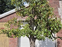 Perenboom doyenne du comice - fruit tree - pyrus communis - hoogte ca. 280cm - afbeelding 3 van  10