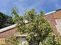 Perenboom doyenne du comice - fruit tree - pyrus communis - hoogte ca. 280cm - afbeelding 4 van  10