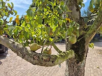 Perenboom doyenne du comice - fruit tree - pyrus communis - hoogte ca. 280cm - afbeelding 5 van  10