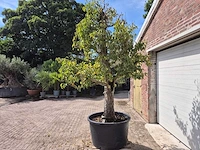 Perenboom doyenne du comice - fruit tree - pyrus communis - hoogte ca. 280cm - afbeelding 6 van  10