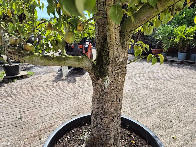 Perenboom doyenne du comice - fruit tree - pyrus communis - hoogte ca. 280cm - afbeelding 7 van  10
