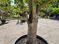 Perenboom doyenne du comice - fruit tree - pyrus communis - hoogte ca. 280cm - afbeelding 7 van  10