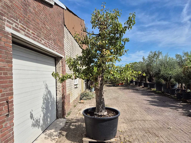 Perenboom doyenne du comice - fruit tree - pyrus communis - hoogte ca. 280cm - afbeelding 8 van  10