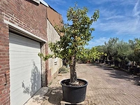Perenboom doyenne du comice - fruit tree - pyrus communis - hoogte ca. 280cm - afbeelding 8 van  10