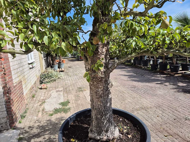 Perenboom doyenne du comice - fruit tree - pyrus communis - hoogte ca. 280cm - afbeelding 9 van  10