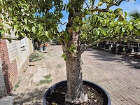 Perenboom doyenne du comice - fruit tree - pyrus communis - hoogte ca. 280cm - afbeelding 9 van  10