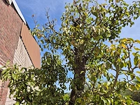 Perenboom doyenne du comice - fruit tree - pyrus communis - hoogte ca. 280cm - afbeelding 10 van  10
