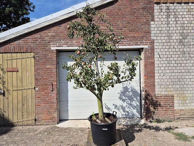 Perenboom doyenne du comice - fruit tree - pyrus communis - hoogte ca. 280cm - afbeelding 1 van  7