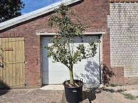 Perenboom doyenne du comice - fruit tree - pyrus communis - hoogte ca. 280cm - afbeelding 1 van  7