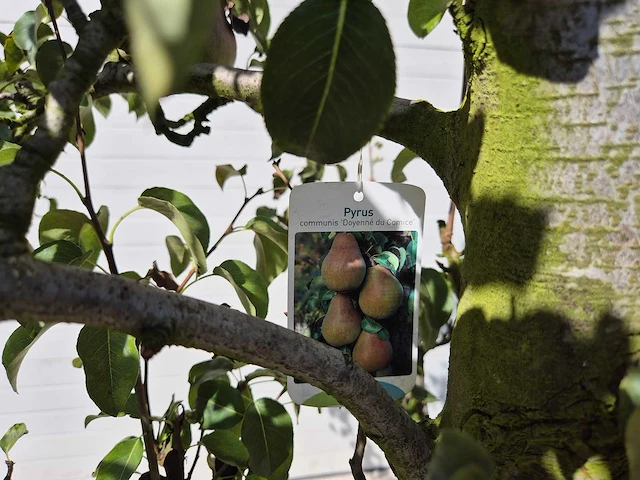 Perenboom doyenne du comice - fruit tree - pyrus communis - hoogte ca. 280cm - afbeelding 2 van  7
