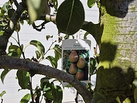 Perenboom doyenne du comice - fruit tree - pyrus communis - hoogte ca. 280cm - afbeelding 2 van  7