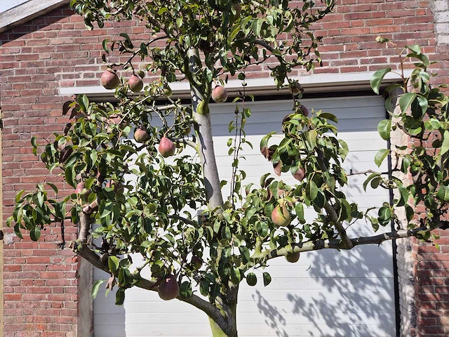 Perenboom doyenne du comice - fruit tree - pyrus communis - hoogte ca. 280cm - afbeelding 3 van  7