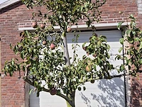 Perenboom doyenne du comice - fruit tree - pyrus communis - hoogte ca. 280cm - afbeelding 3 van  7