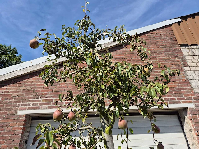 Perenboom doyenne du comice - fruit tree - pyrus communis - hoogte ca. 280cm - afbeelding 4 van  7