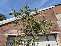 Perenboom doyenne du comice - fruit tree - pyrus communis - hoogte ca. 280cm - afbeelding 4 van  7