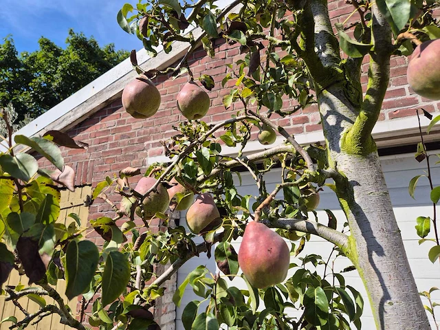 Perenboom doyenne du comice - fruit tree - pyrus communis - hoogte ca. 280cm - afbeelding 5 van  7