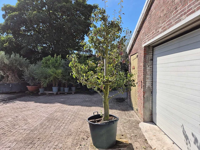 Perenboom doyenne du comice - fruit tree - pyrus communis - hoogte ca. 280cm - afbeelding 6 van  7