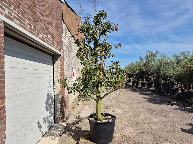 Perenboom doyenne du comice - fruit tree - pyrus communis - hoogte ca. 280cm - afbeelding 7 van  7