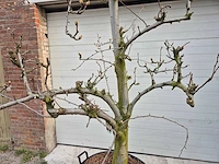 Perenboom doyenne du comice - pyrus communis - hoogte ca. 200 cm - afbeelding 3 van  5