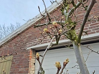 Perenboom doyenne du comice - pyrus communis - hoogte ca. 200 cm - afbeelding 5 van  5