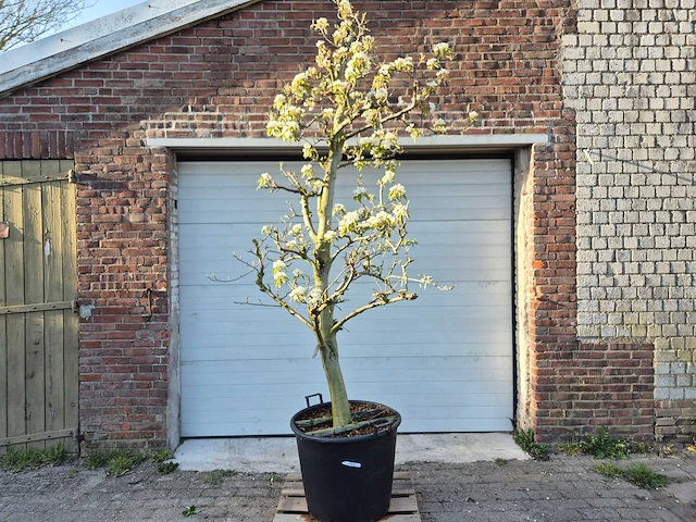 Perenboom doyenne du comice - pyrus communis - hoogte ca. 220 cm - afbeelding 1 van  5