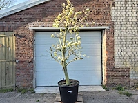 Perenboom doyenne du comice - pyrus communis - hoogte ca. 220 cm - afbeelding 1 van  5