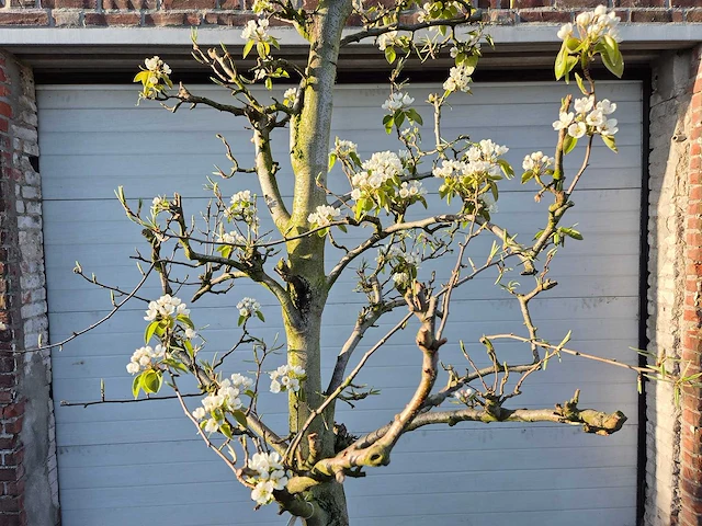 Perenboom doyenne du comice - pyrus communis - hoogte ca. 220 cm - afbeelding 2 van  5