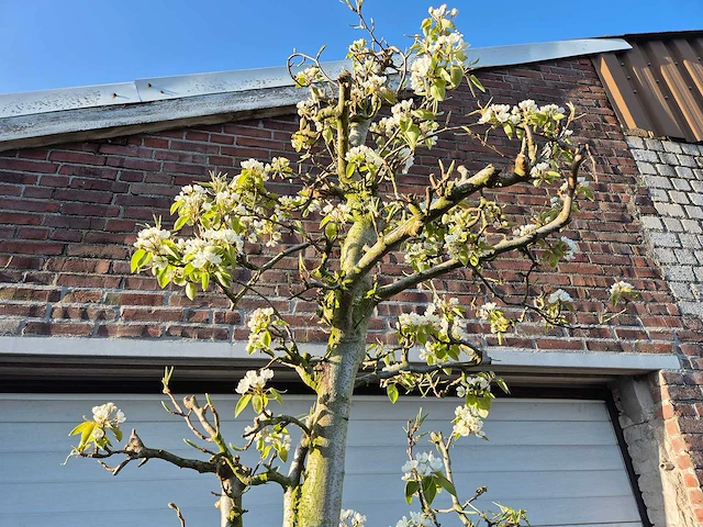 Perenboom doyenne du comice - pyrus communis - hoogte ca. 220 cm - afbeelding 3 van  5