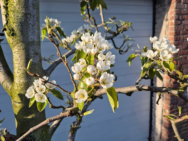 Perenboom doyenne du comice - pyrus communis - hoogte ca. 220 cm - afbeelding 4 van  5