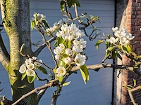 Perenboom doyenne du comice - pyrus communis - hoogte ca. 220 cm - afbeelding 4 van  5