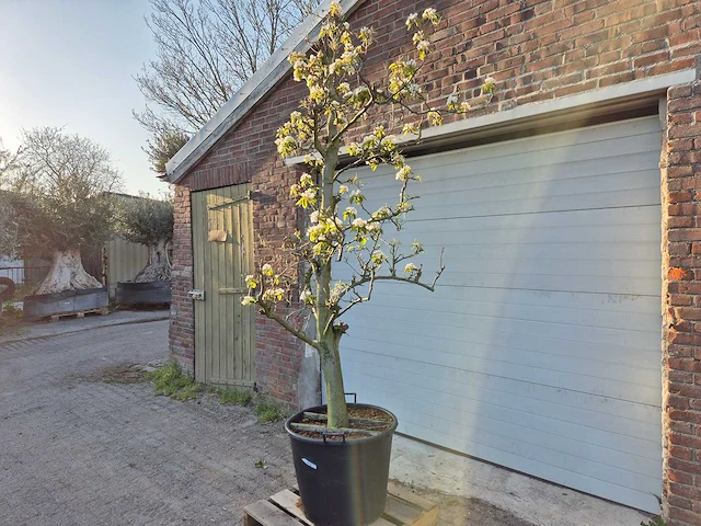 Perenboom doyenne du comice - pyrus communis - hoogte ca. 220 cm - afbeelding 5 van  5