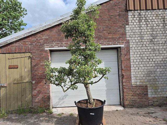 Perenboom gieser wildeman (stoofpeer) - fruit tree - pyrus communis - hoogte ca. 300cm - afbeelding 1 van  8