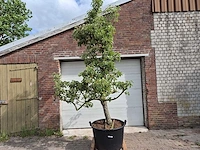 Perenboom gieser wildeman (stoofpeer) - fruit tree - pyrus communis - hoogte ca. 300cm